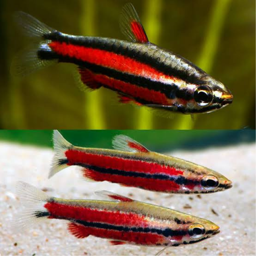 Pencil Fish - Purple Premier Pet