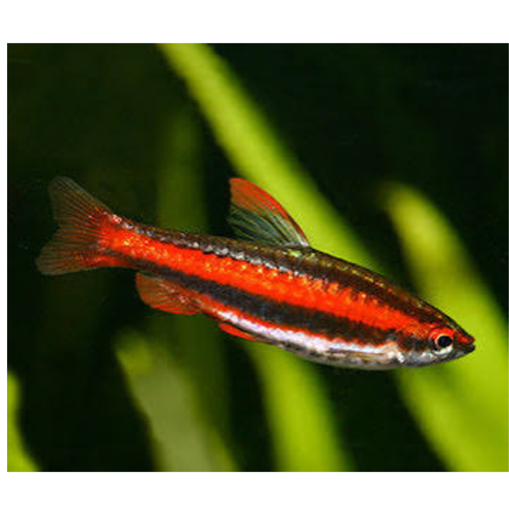 Pencil Fish - Coral Red Premier Pet