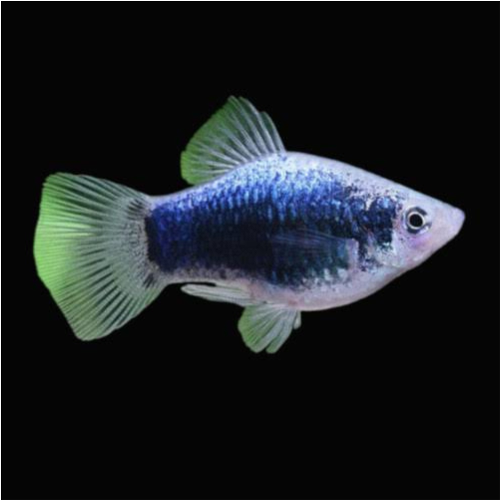 Platies – Blue Coral Platy (Xiphophorus maculatus) 4cm Premier Pet