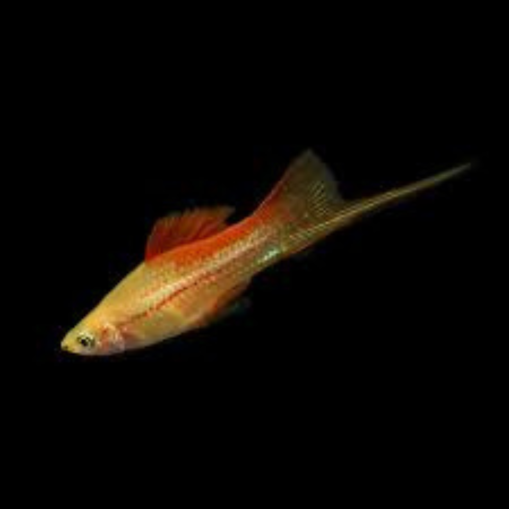 Swordtail - Pineapple 5cm Premier Pet