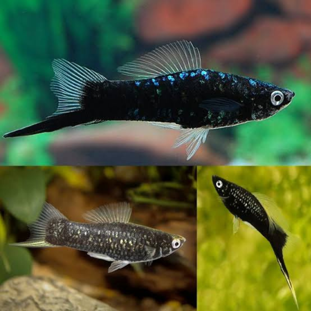 Swordtail - Black 5cm Premier Pet