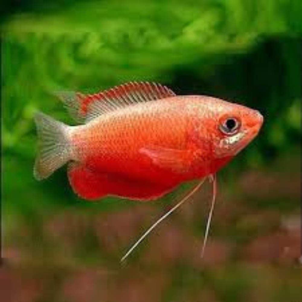 Gourami - Dwarf Red Honey (Trichogaster Lalius) Premier Pet
