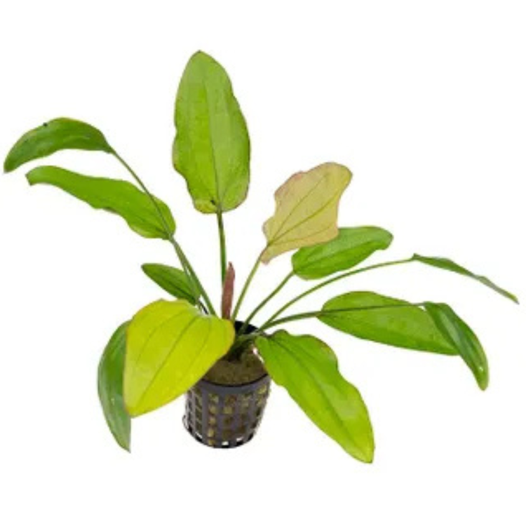 Rare - Echinodorus Oriental Pisces