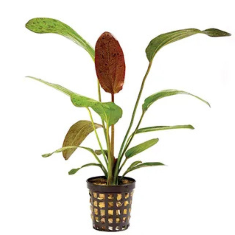 Rare - Echinodorus Ozelot Red Pisces