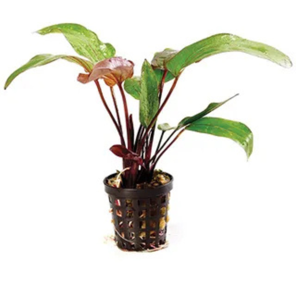 Rare - Echinodorus Red Devil Pisces