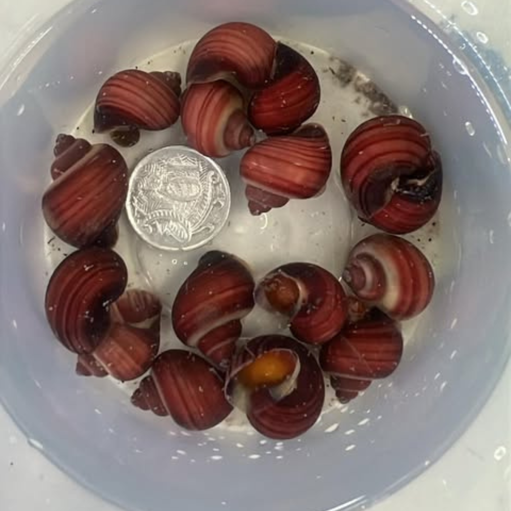 MAGENTA MYSTERY SNAILS - MEDIUM Pisces
