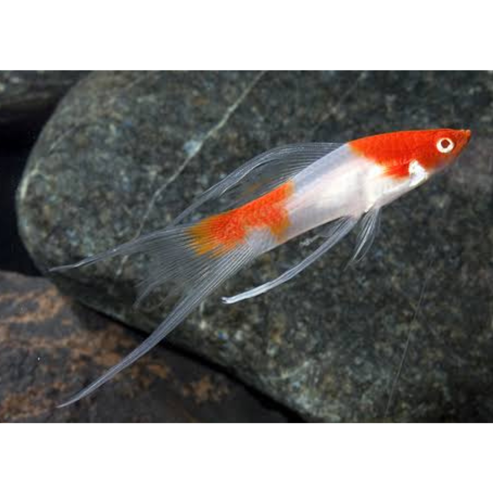 Swordtail - Koi Lyretail Premier Pet