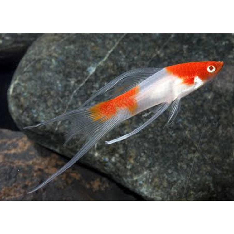 Swordtail - Koi Lyretail Premier Pet