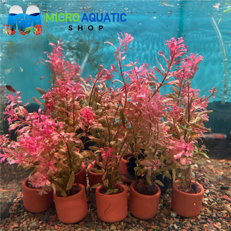 Easy Plant - Inclinata in Terracotta Pot 3cm