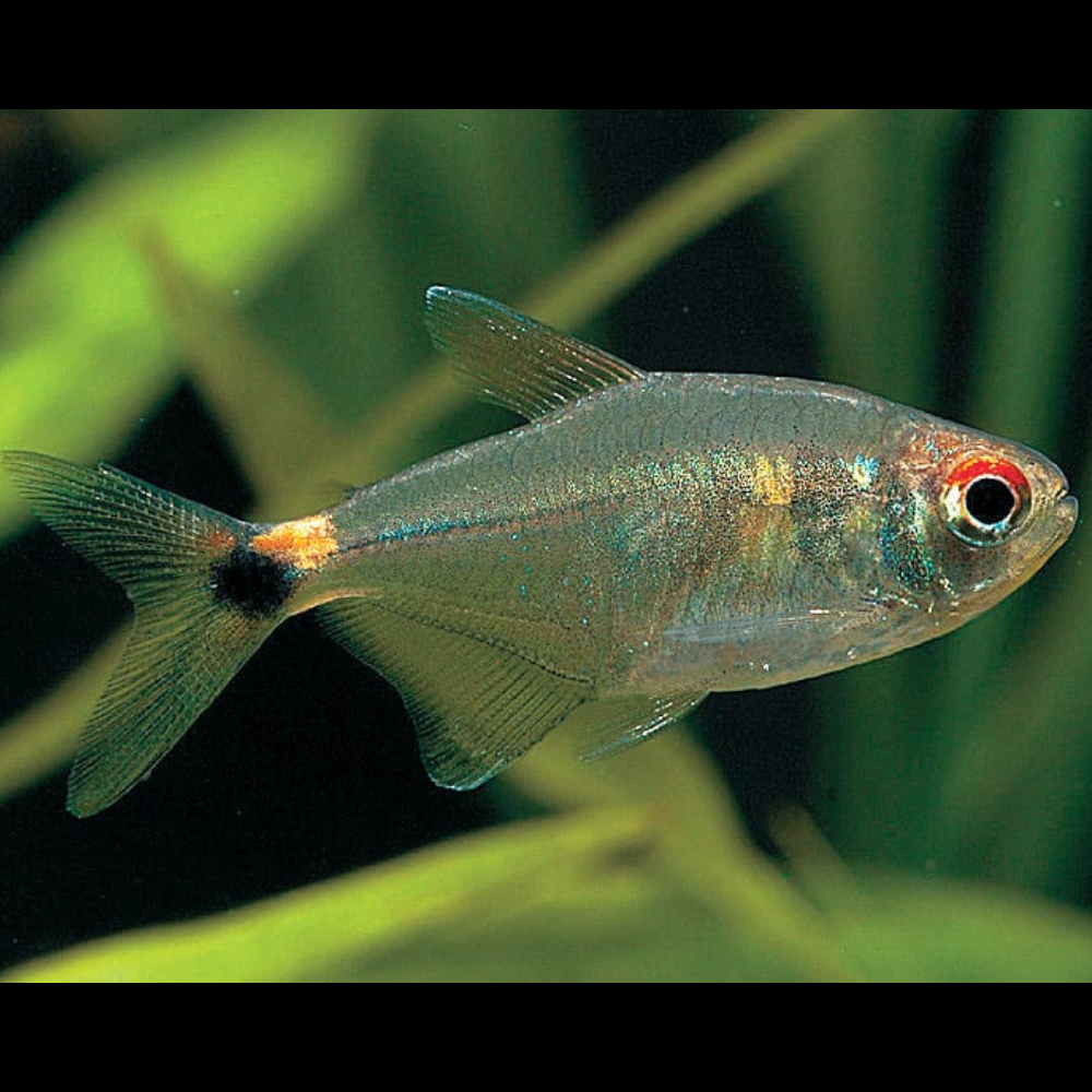 Pink Rasbora Fish Tetra - Head and Tail Light – Micro Aquatic Shop
