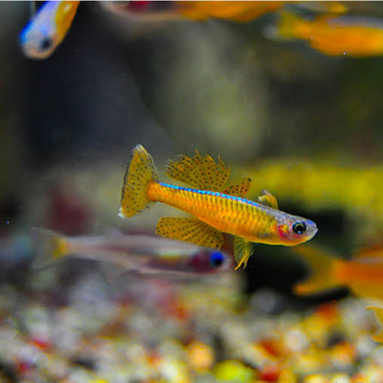 Blue Eyes – Ivantsoffi Rainbowfish