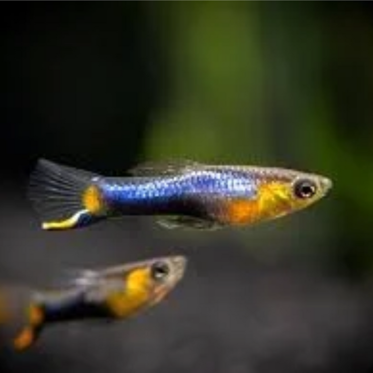 Endler - Golden French Blue Star