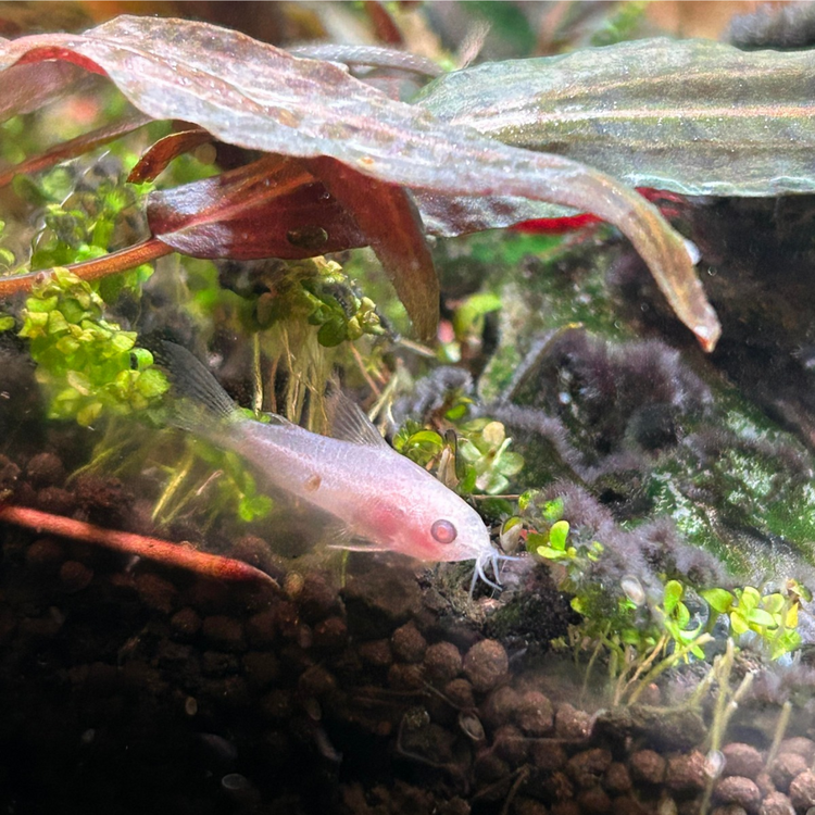 Corydoras - Albino Pygmy Catfish