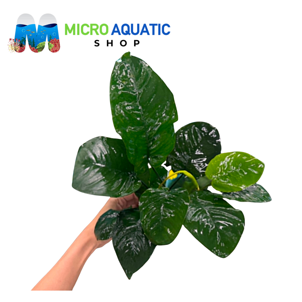 Rare Anubias - Anubias Jumbo Bacteria Micro Aquatic Shop
