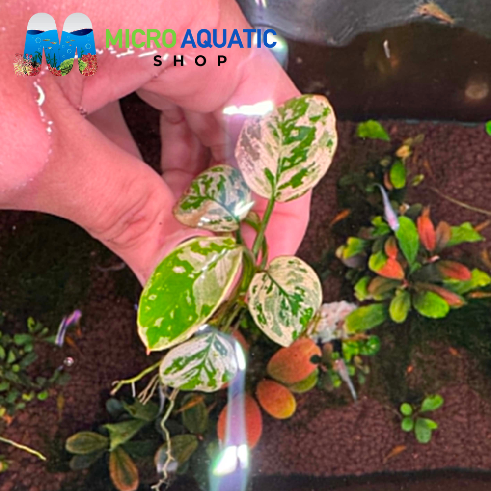 Rare Anubias - Anubias Var King Micro Aquatic Shop