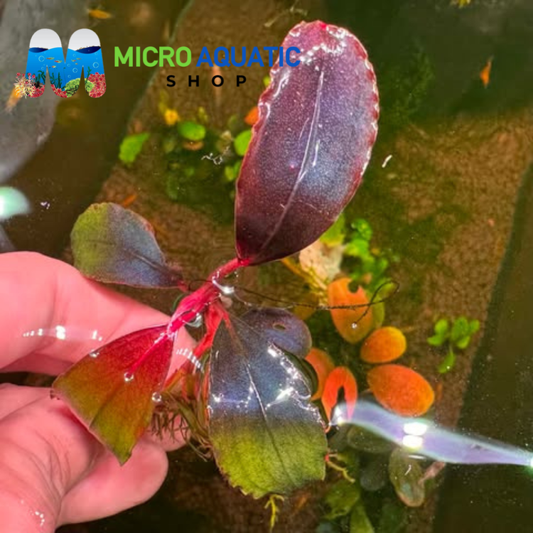 Bucephalandra - Devil King Port Aquatic