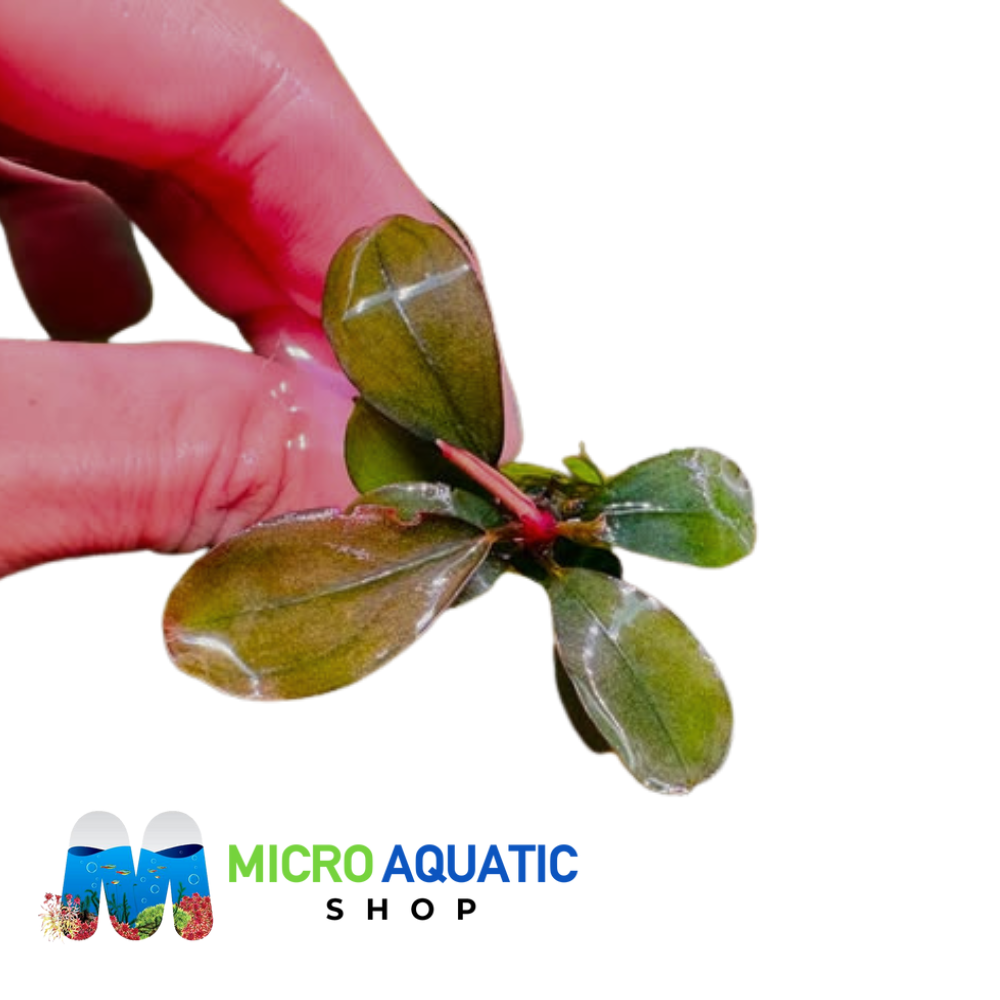 Bucephalandra - Melon Port Aquatic
