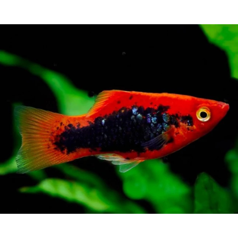 Platies – Red Tuxedo Platy (Xiphophorus maculatus) 4cm Micro Aquatic Shop