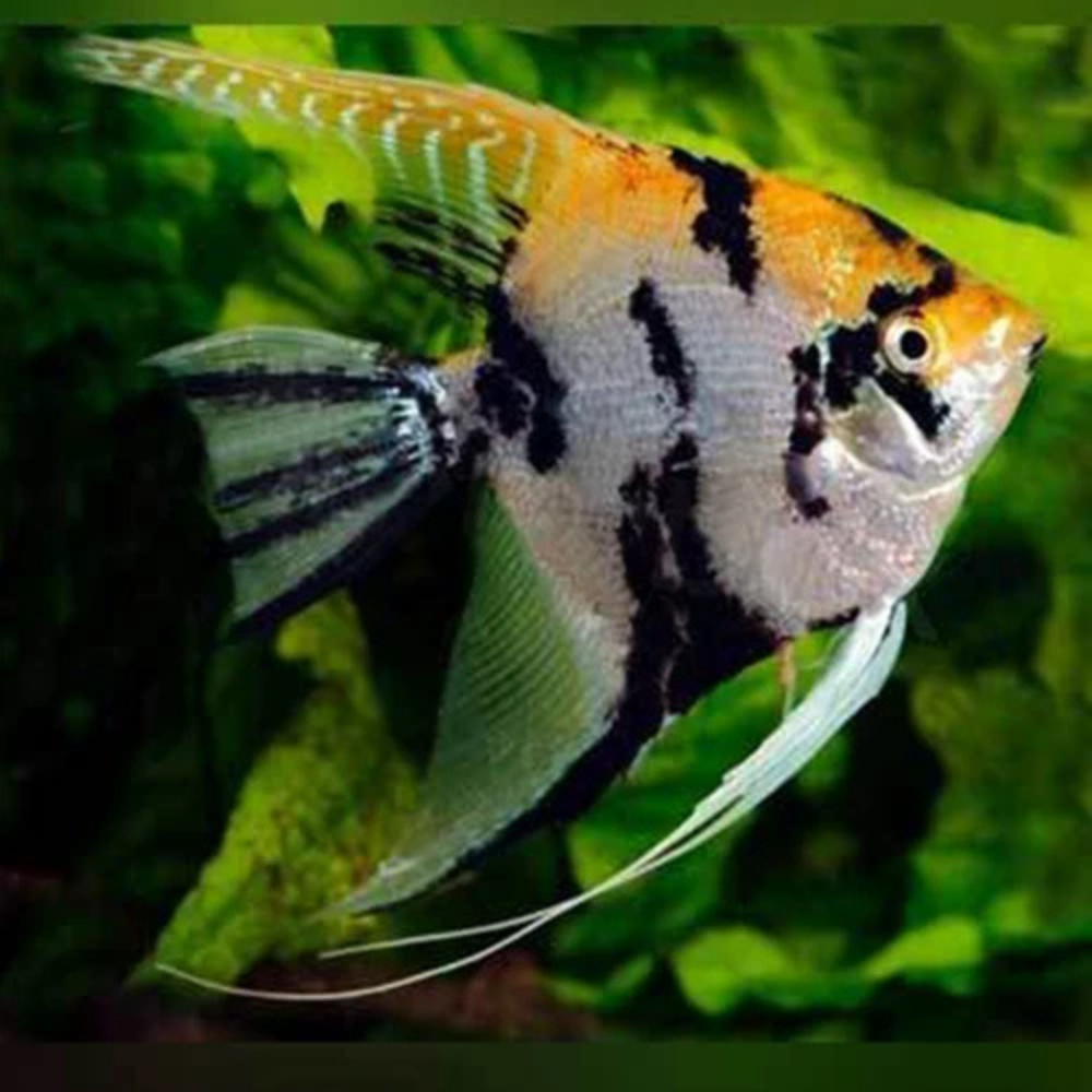 Angel Fish - Gold Marble 3.5cm Aquatic Solutions