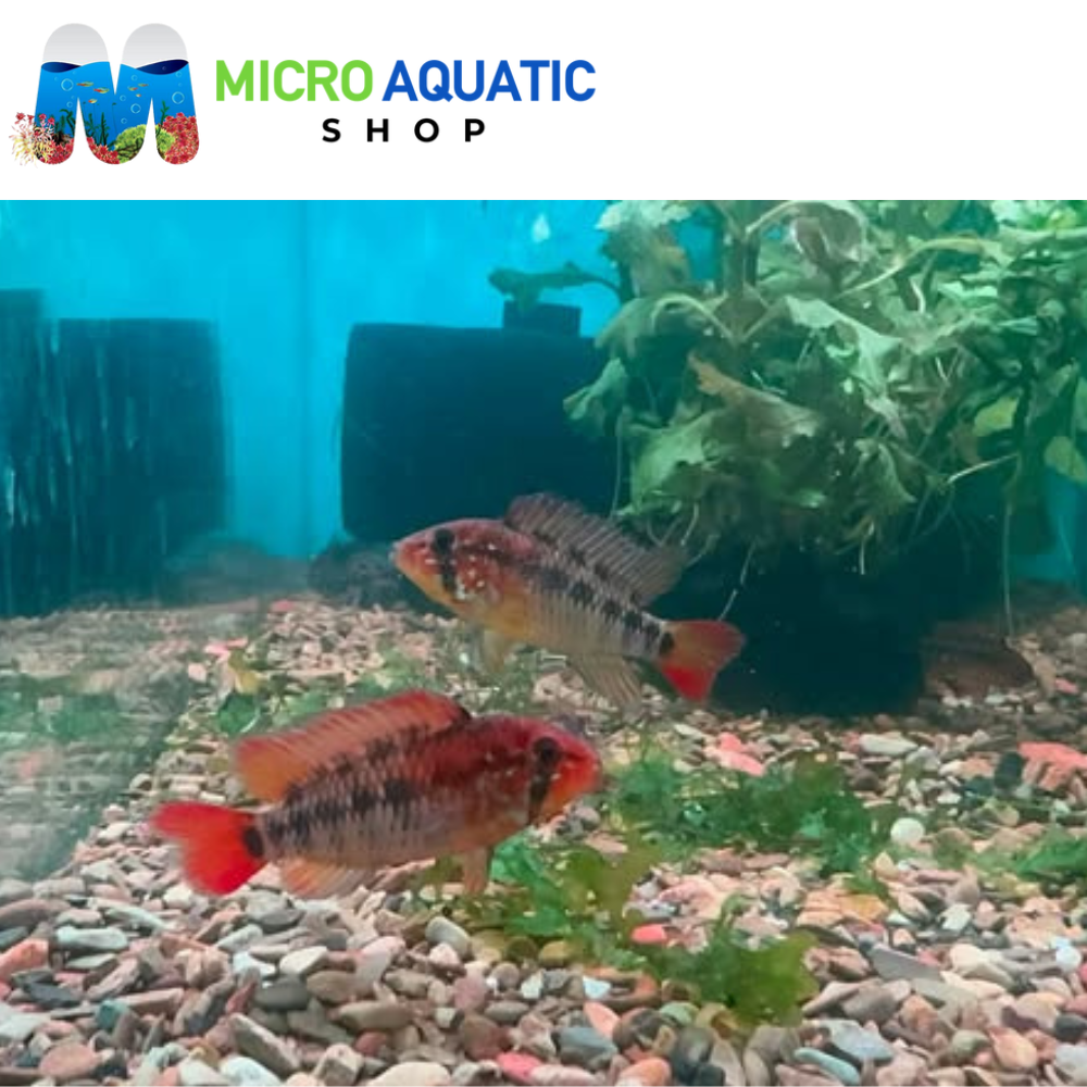 Dwarf Cichlid – Apistogramma Macmasteria Super Red *RARE*