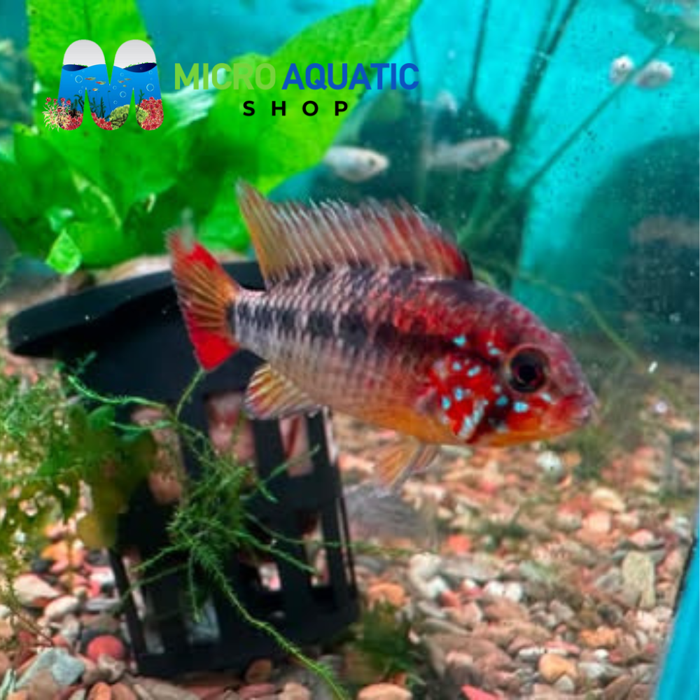 Dwarf Cichlid – Apistogramma Macmasteria Super Red *RARE*