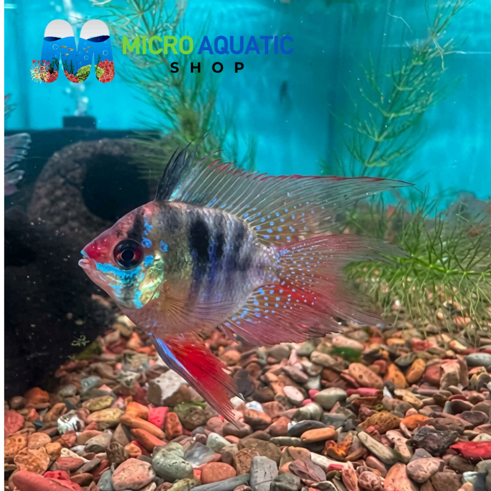 Dwarf Cichlid - German Balloon Ram (Microgeophagus Ramirezi) 3cm Show