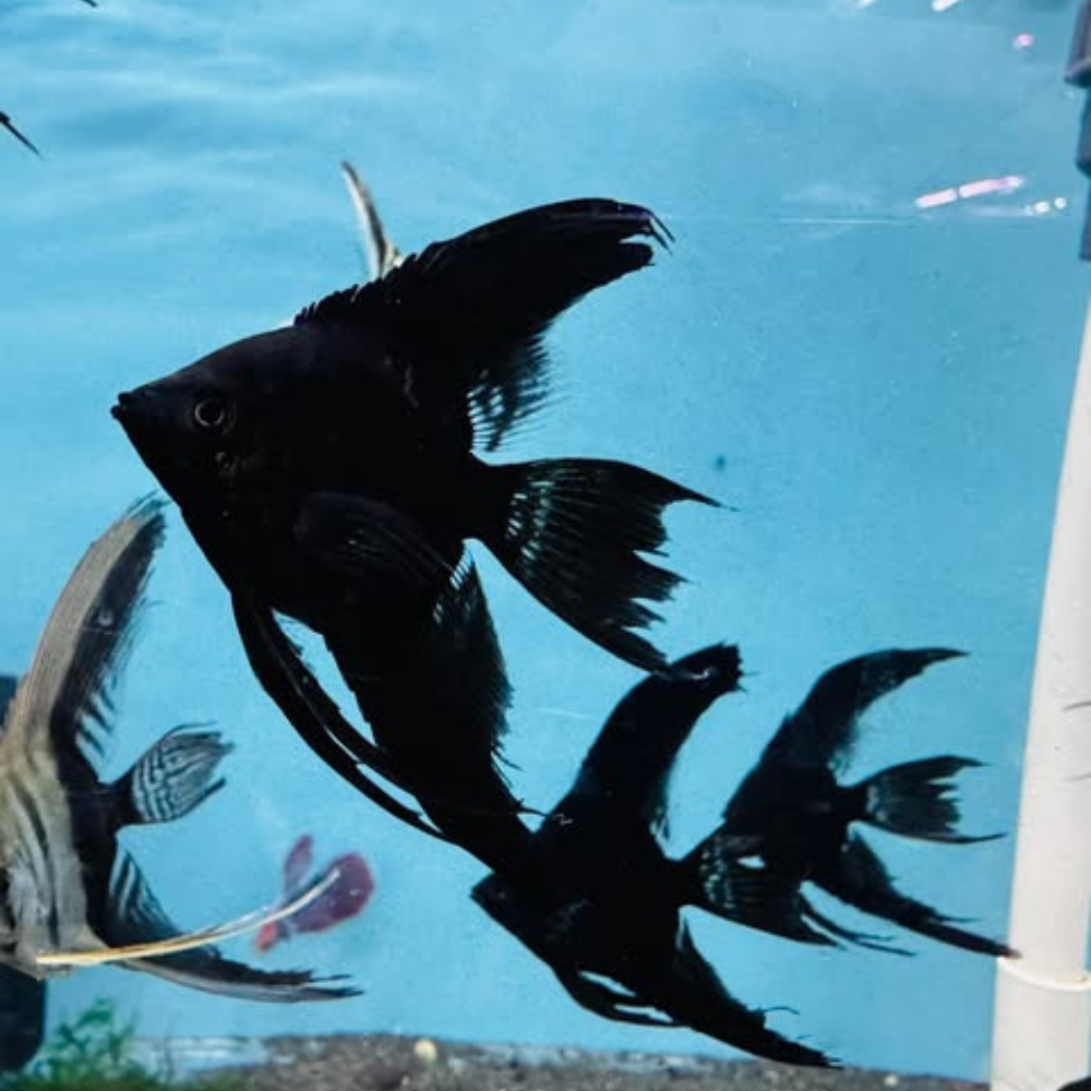 Angel - Black Veiltail FishHUB