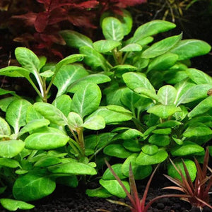 Lobelia cardinalis Aquadepot