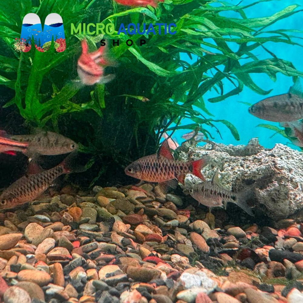 Barb - Checkered Barb 2-3cm