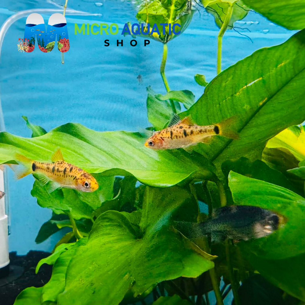 Barb - Golden Neon 4cm