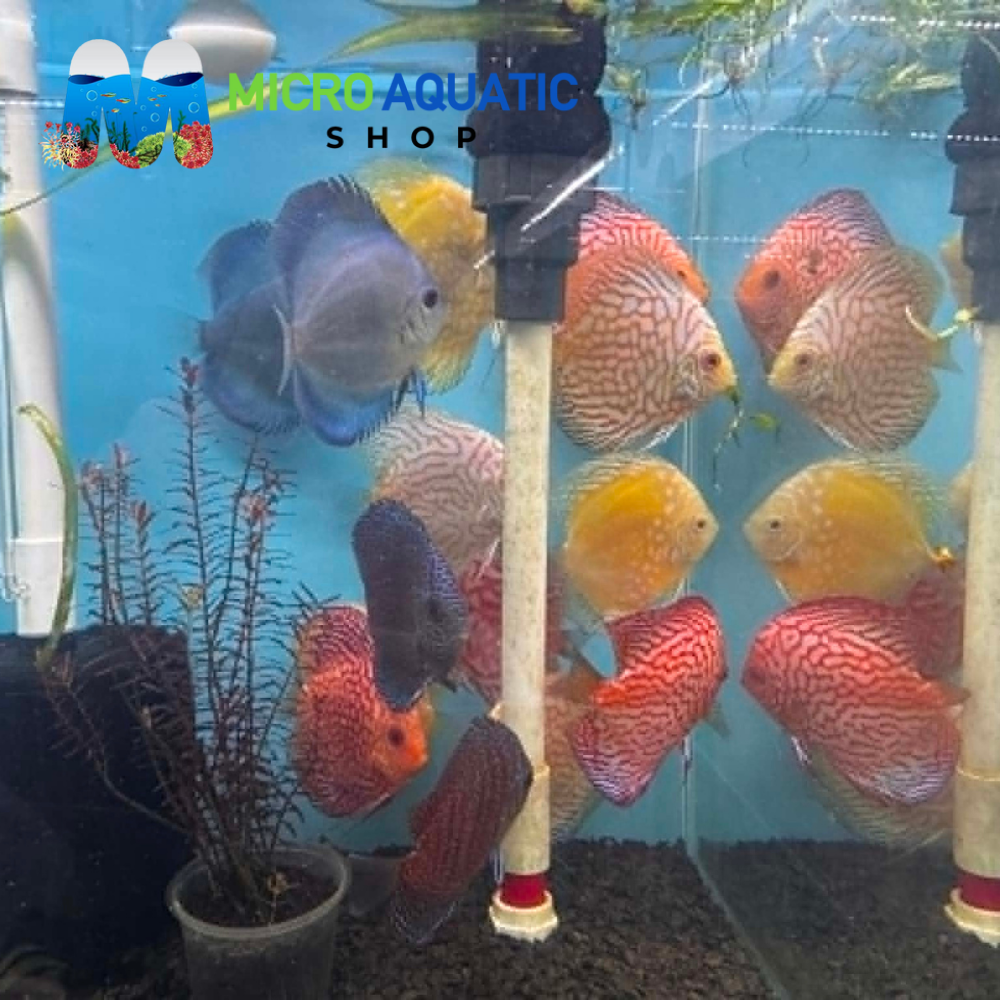 Discus - Mix Color 7-9cm (ONLY INSTORE)