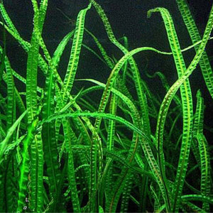 Rare Plant - Cryptocoryne Balansae Pisces