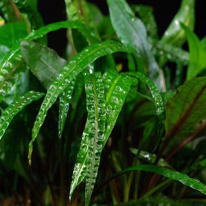 Rare Plant - Cryptocoryne Balansae Pisces
