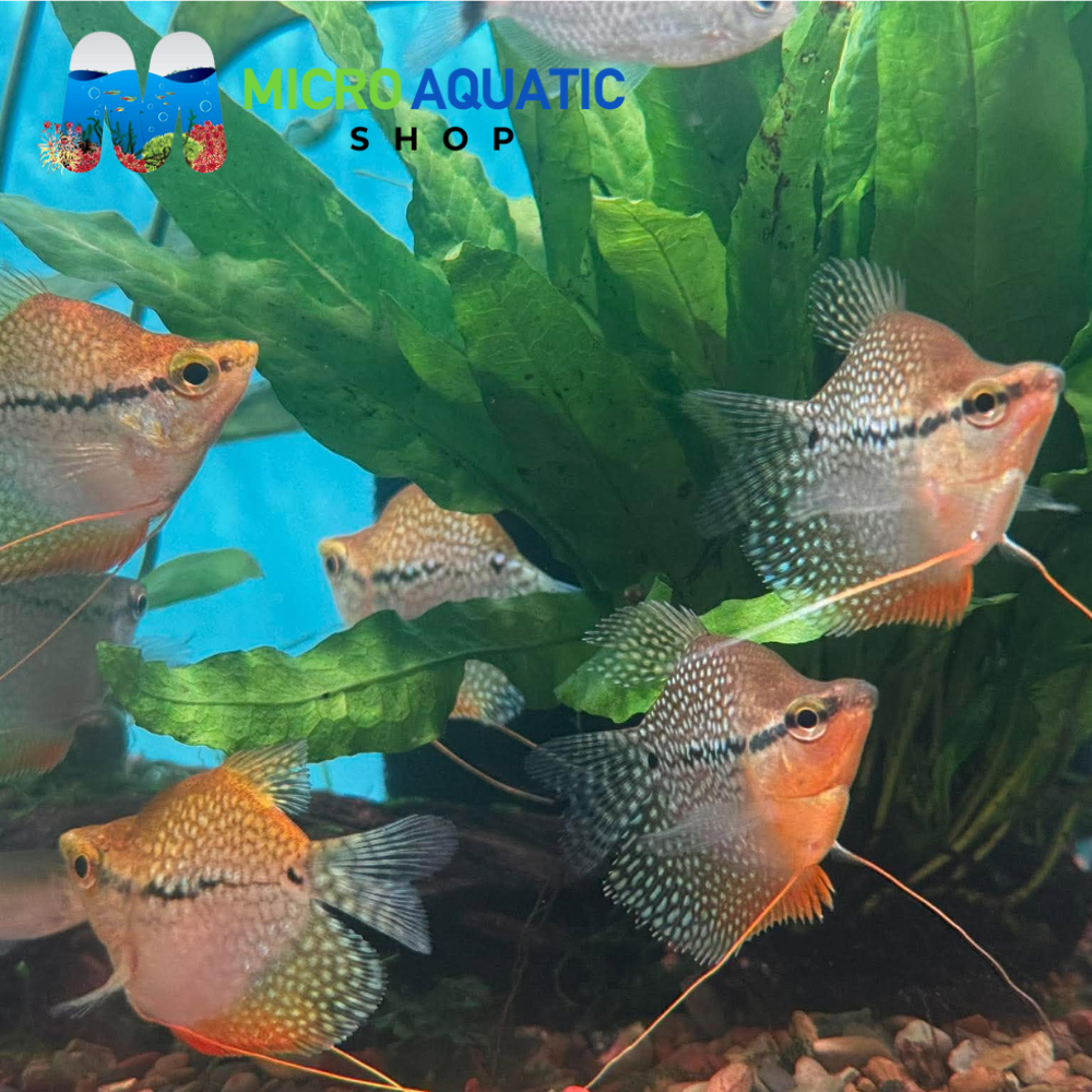 Gourami - Short Body Pearl 6cm Show