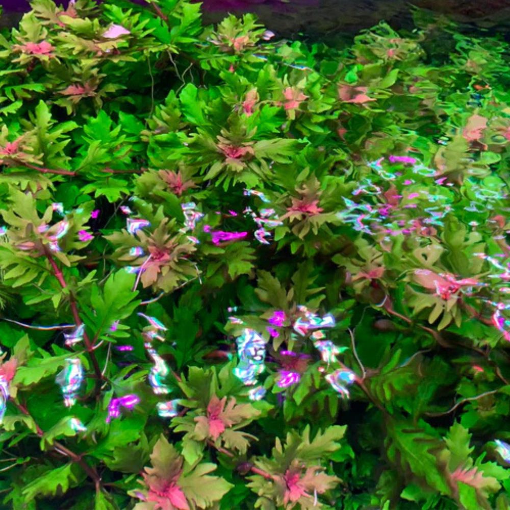 Rare Plant - Hygrophila triflora – Red Water Wisteria Micro Aquatic Shop