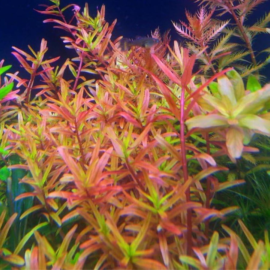 Rotala sp 'Colorata'