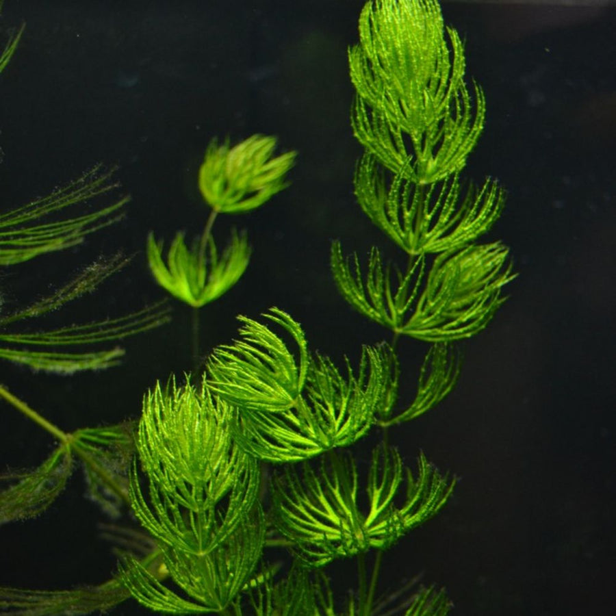 Foxtail - Hornwort