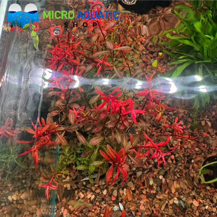 Ludwigia - Arcuata