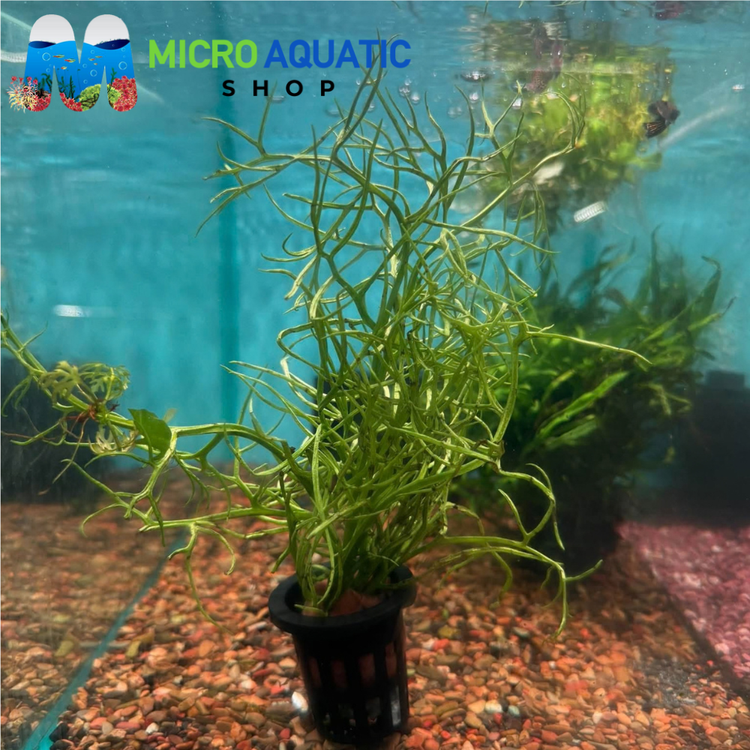 Ceratopteris Thalictroides - Water Sprite - Lace Fern
