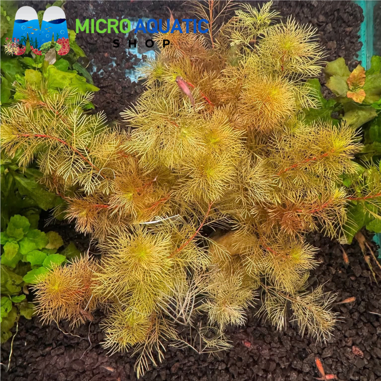Rare Plant - Myriophyllum mattogrossense Golden