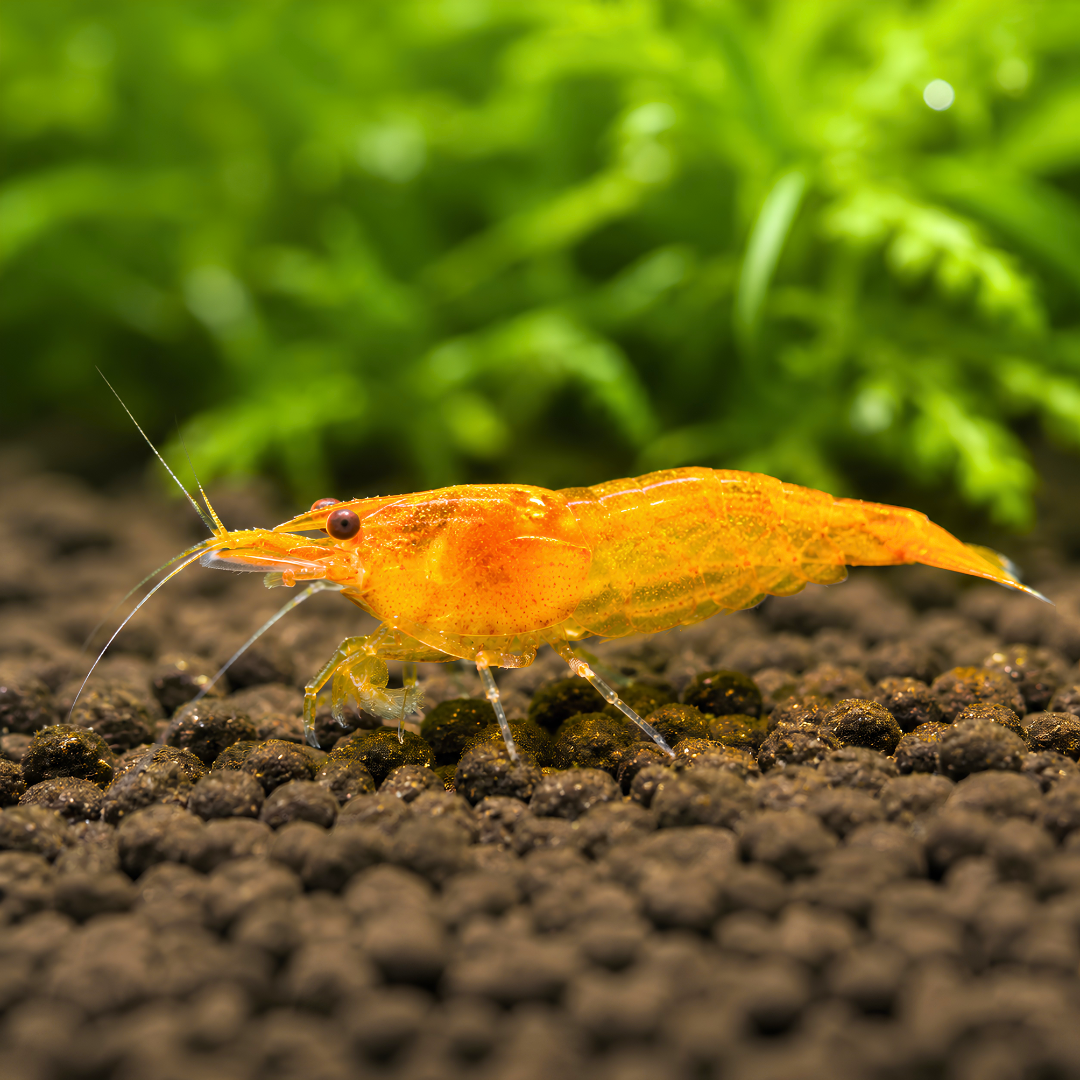 Cherry Shrimp - Sunkist 1cm