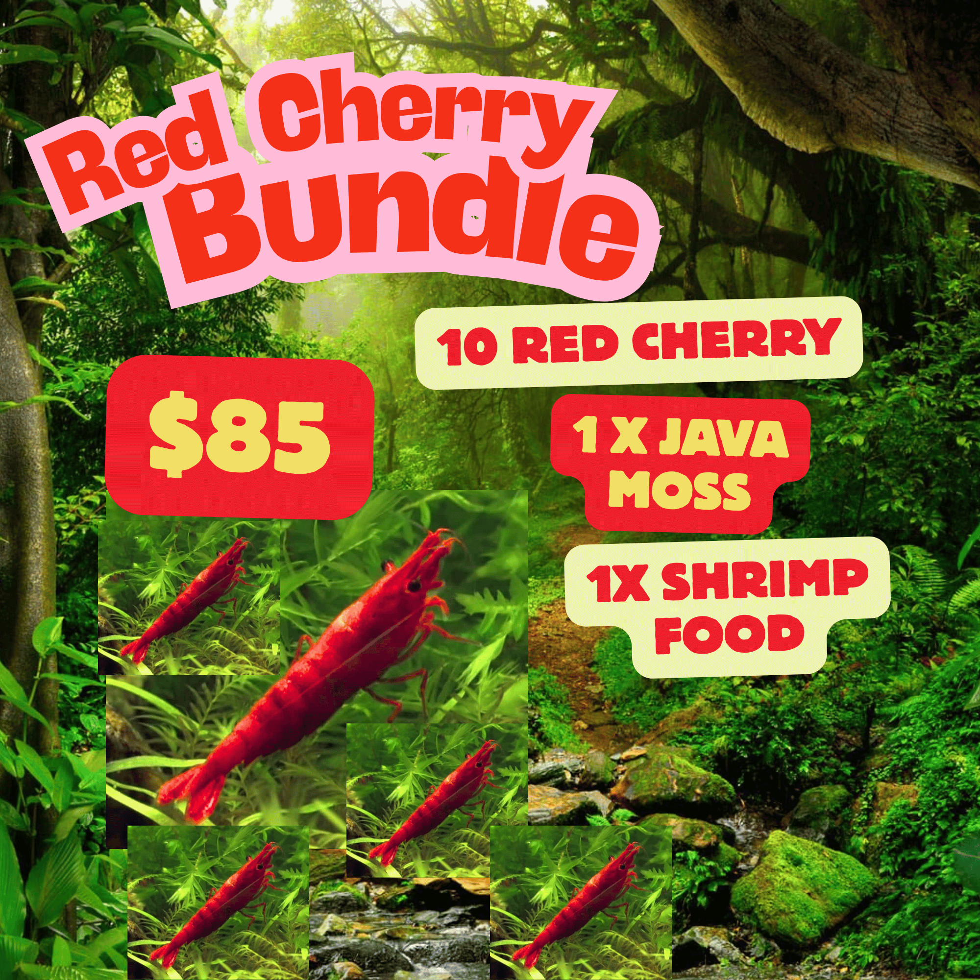 Red Cherry Shrimp Starter Bundle Micro Aquatic Shop
