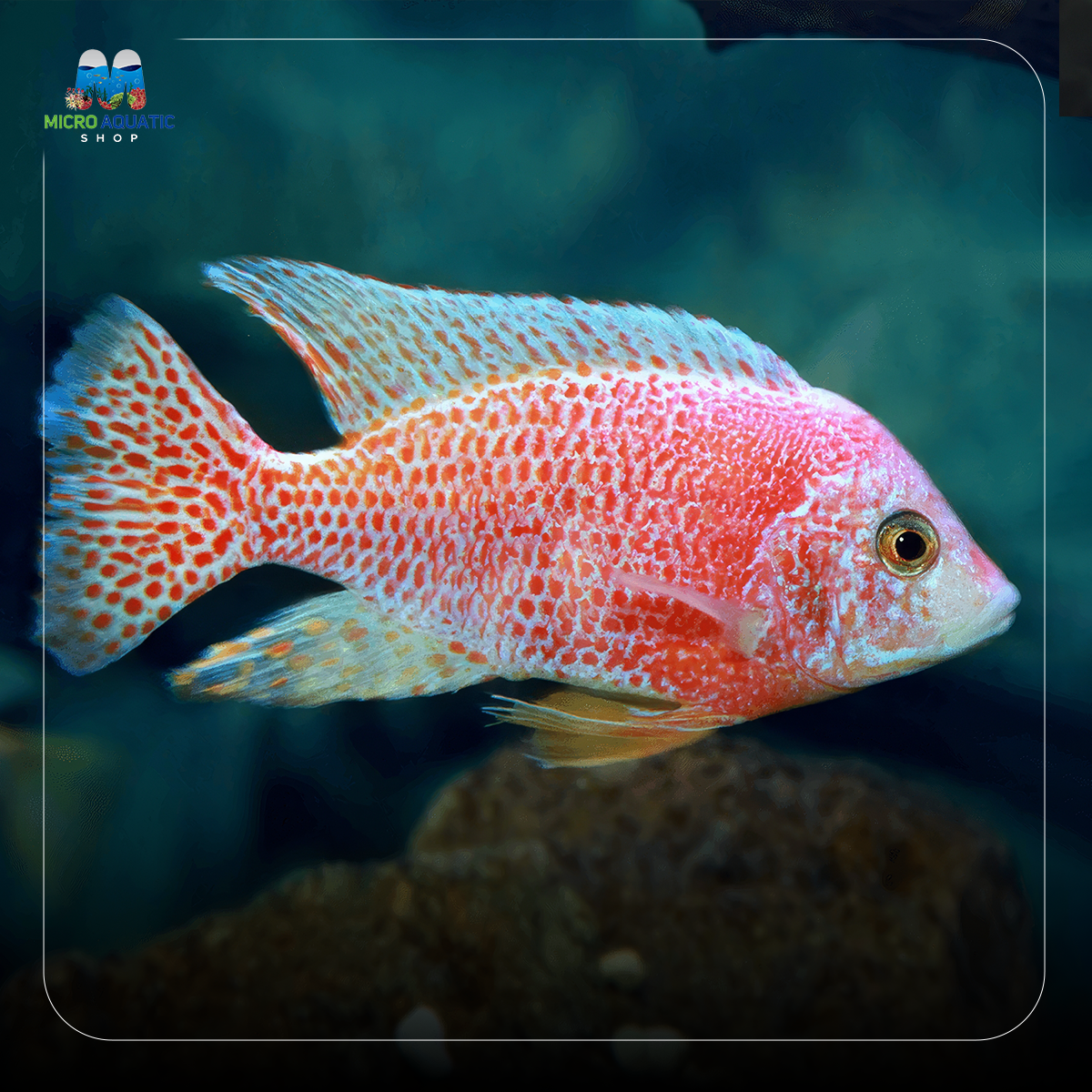 Strawberry Peacock Cichlid 5cm