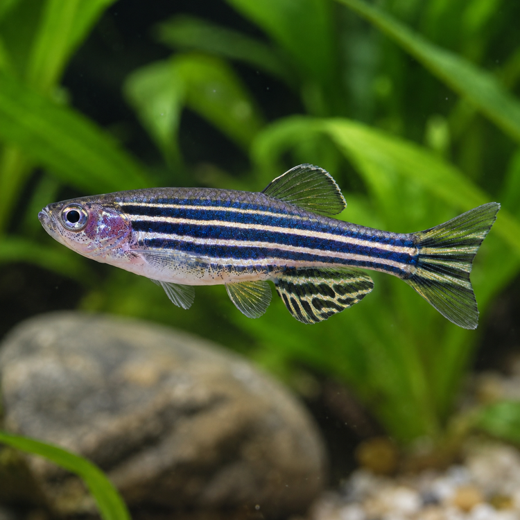 Danio - Zebra 3cm