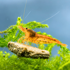 black cherry cherry shrimp bundle