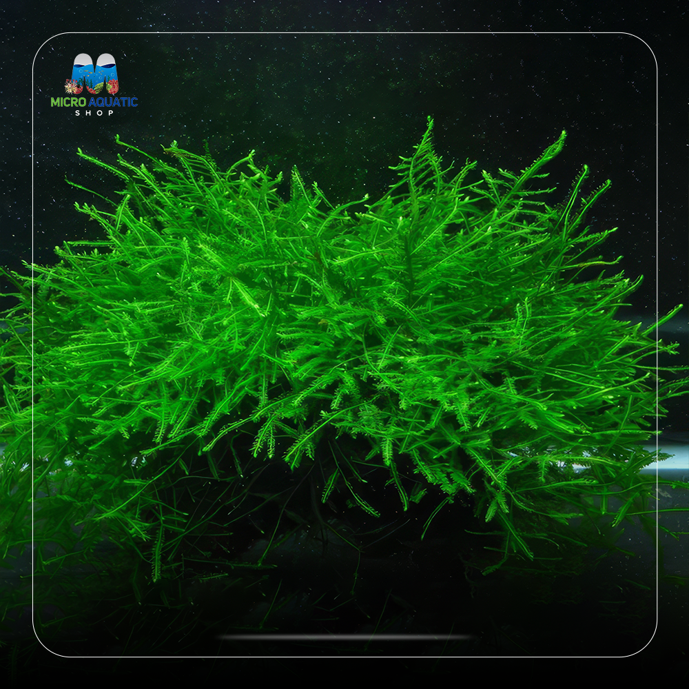 Taxiphyllum Barieri "Java Moss"