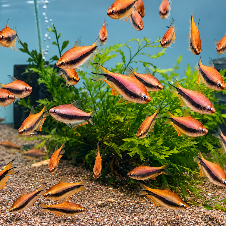 Tetra - Emperor (Nematobrycon Palmeri) 2-3cm