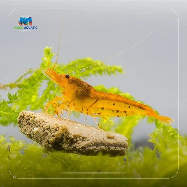 ShrimpLive 10+1 Tangerine Tiger Caridina Freshwater Shrimps – Live Arrival Guarantee