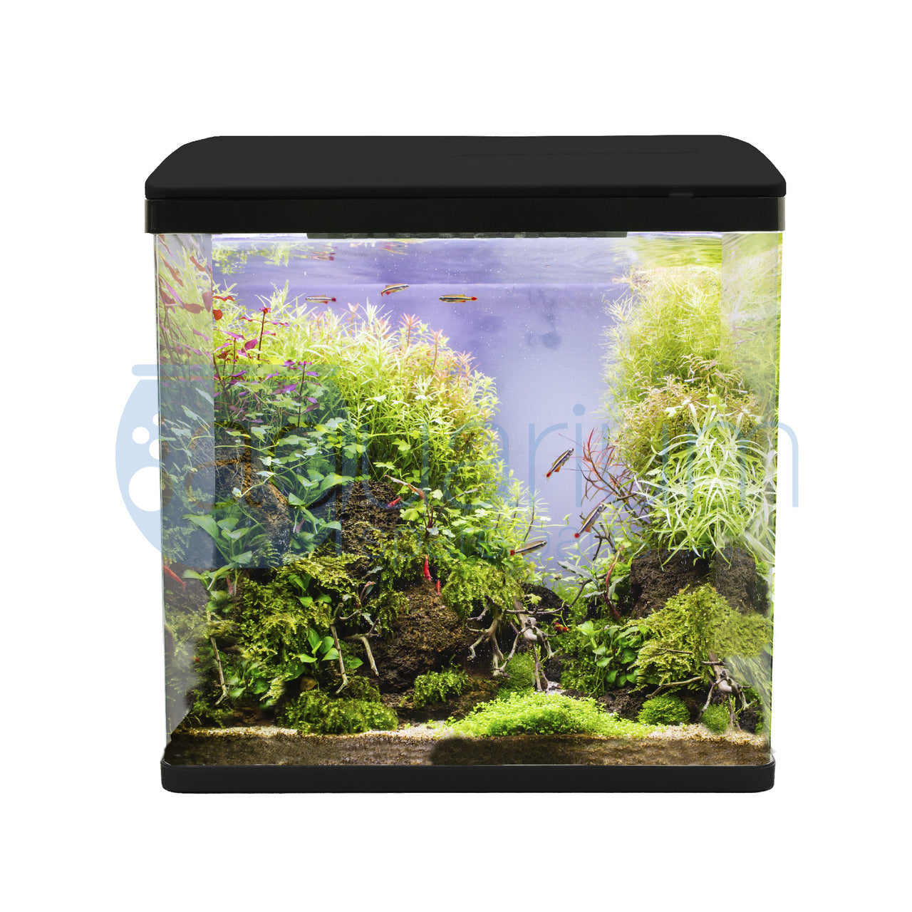 Bioscape Tropic Aquariums Round Front Corners 40x25x24cm 24L 5mm thickness Pet Pacific