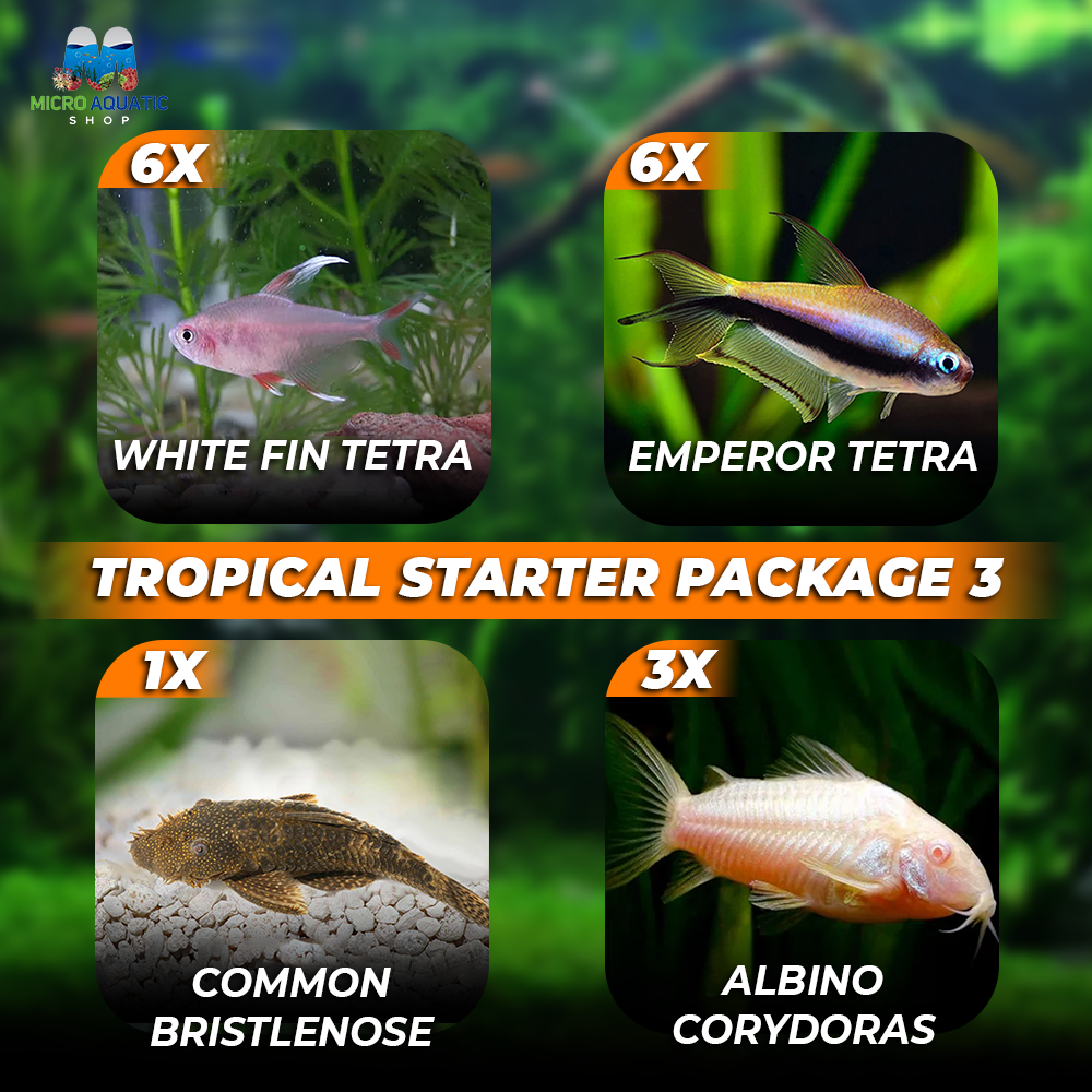 *New* 16x Tropical Starter Package 3